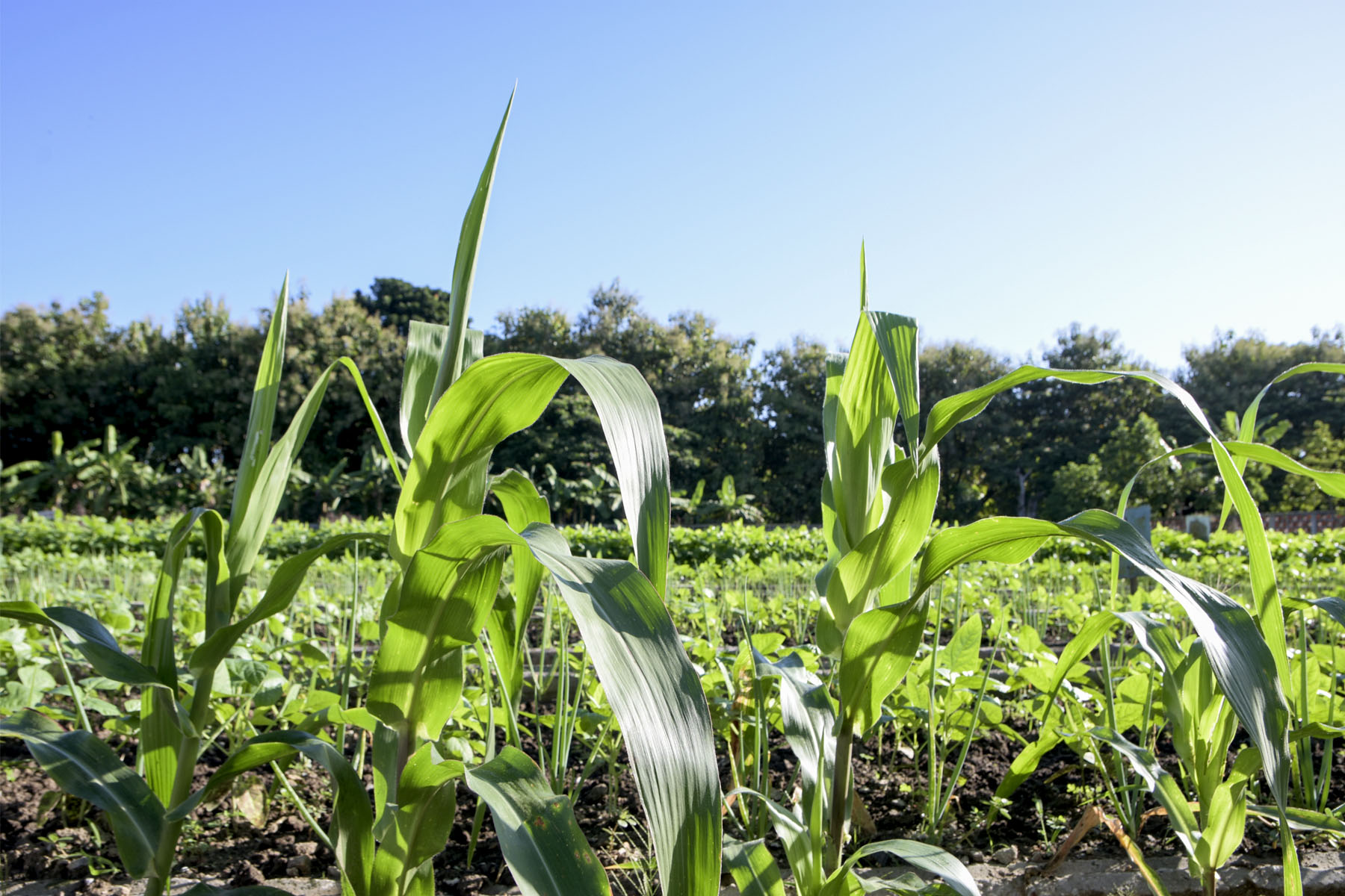 Agricultura2
