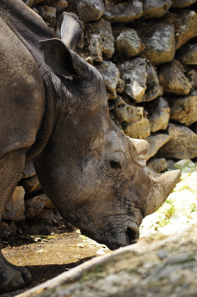 Rino