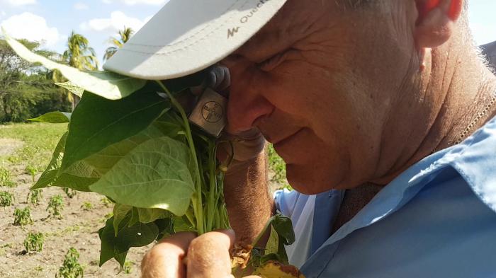 Control de plagas y enfermedades