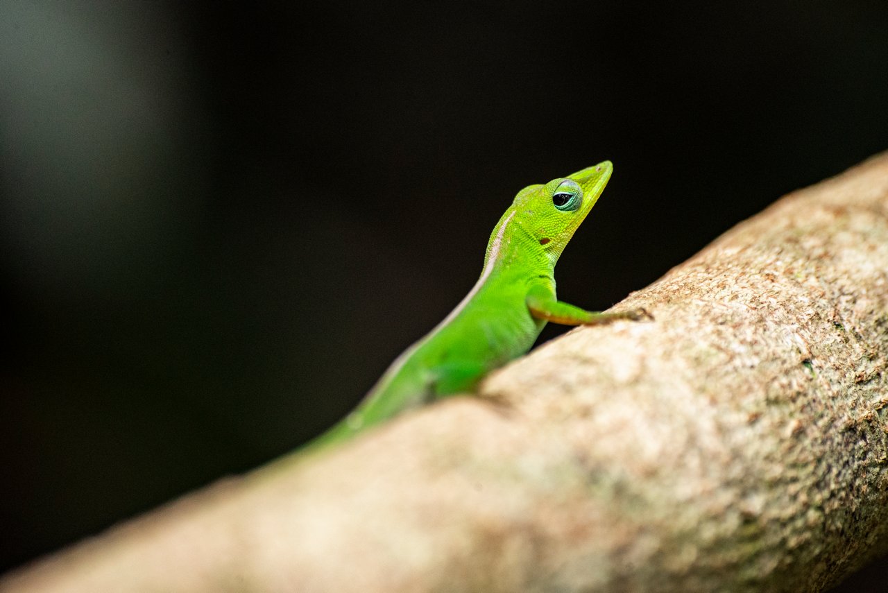 Una anolis vigilante.