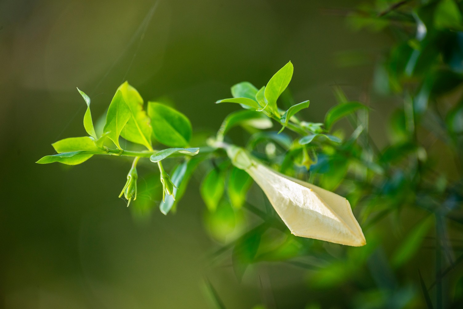 Ocho metros de botánica costera