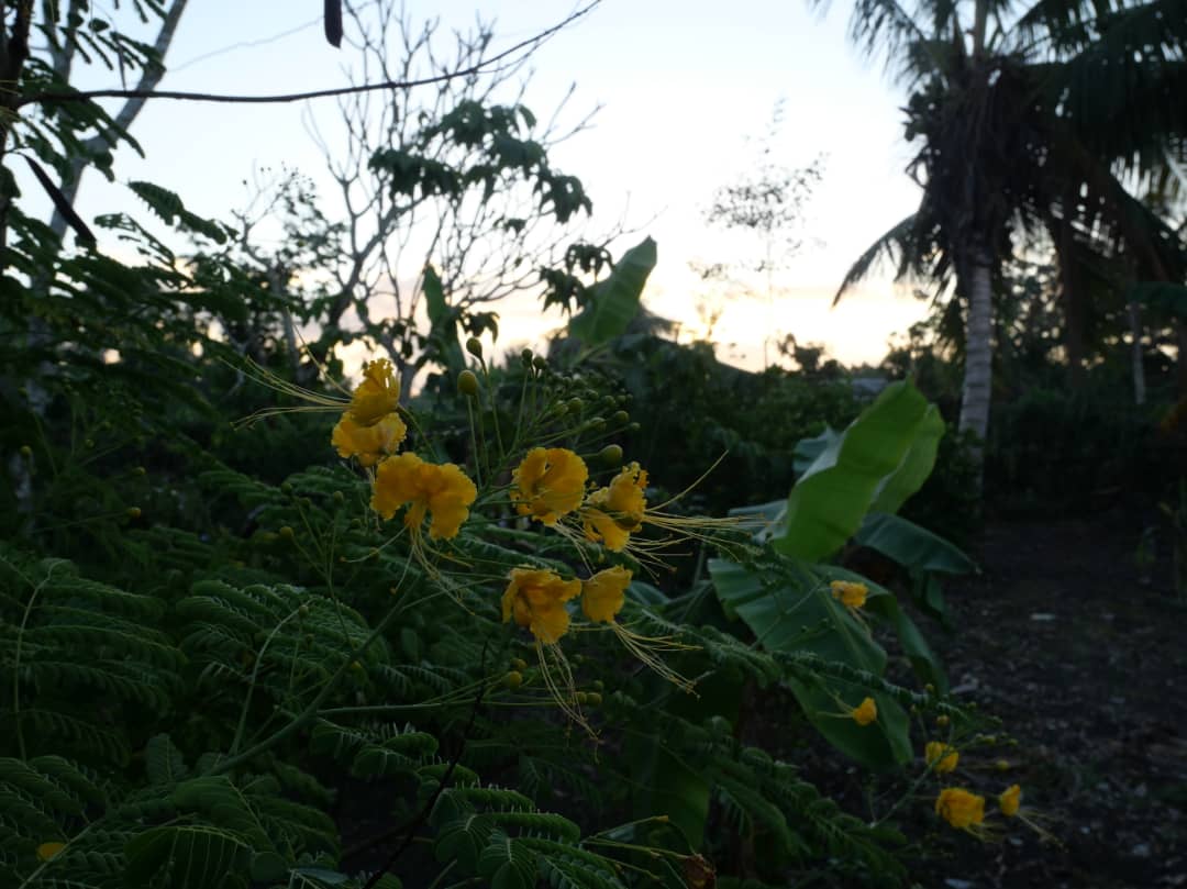 Florido amanecer en la campiña (+Fotos) 