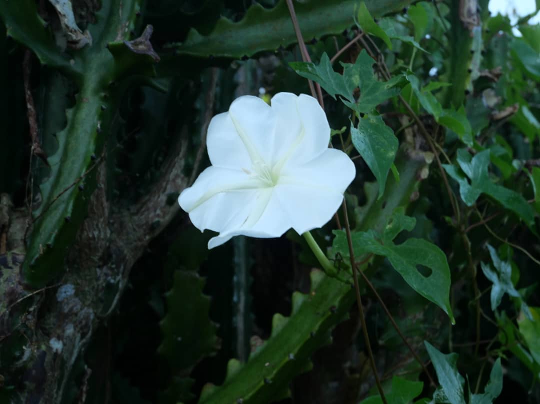 Florido amanecer en la campiña (+Fotos) 