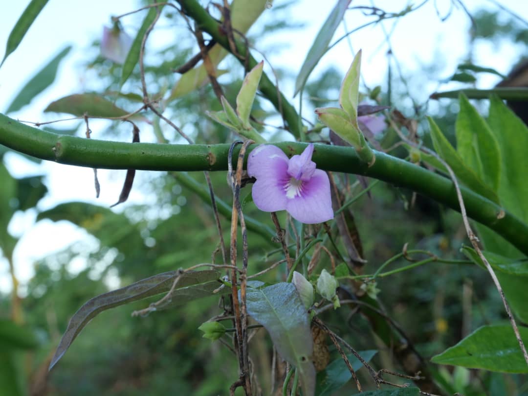 Florido amanecer en la campiña (+Fotos) 
