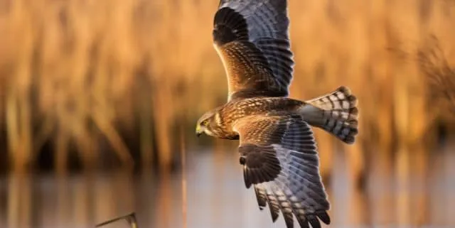 Aves rapaces