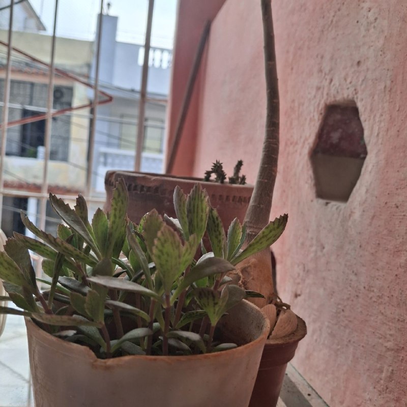 Un pedacito de terraza, que reverdece